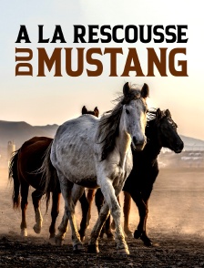A la rescousse du mustang