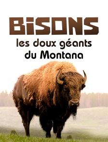 Bisons, les doux géants du Montana