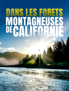 Dans les forêts montagneuses de Californie
