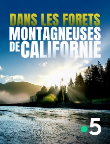 France 5 - Dans les forêts montagneuses de Californie