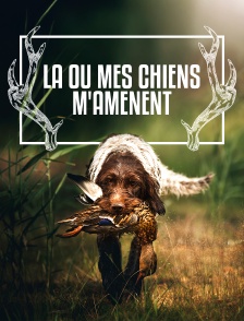 Là où mes chiens m'amènent