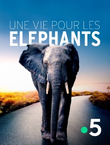 Une vie pour les éléphants