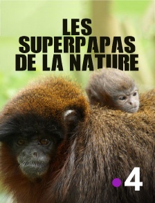 Les superpapas de la nature