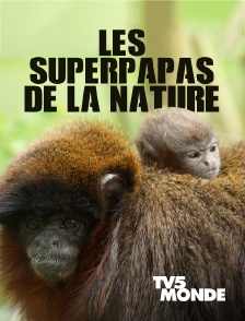 TV5MONDE - Les superpapas de la nature