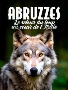 Abruzzes : Le retour du loup au coeur de l'Italie