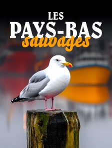 Les Pays-Bas sauvages : Dans le port de Rotterdam