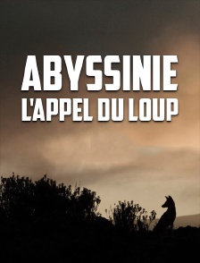 Abyssinie, l'appel du loup