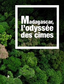 Madagascar, l'odyssée des cimes