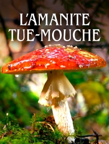L'amanite tue-mouche : Champignon mythique ou toxique ?