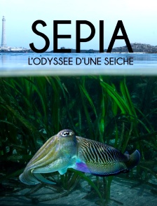 Sépia, l'odyssée d'une seiche