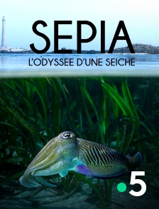France 5 - Sépia, l'odyssée d'une seiche