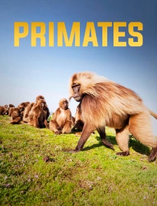 Primates