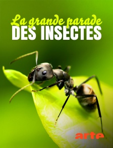 Arte - La grande parade des insectes