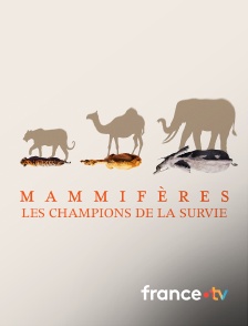france.tv - Mammifères, les champions de la survie