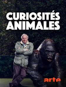 Curiosités animales