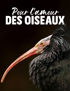 Pour l'amour des oiseaux