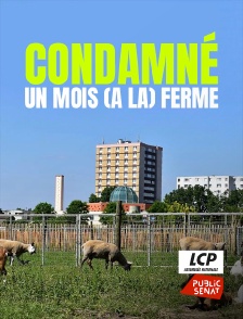 Condamné : un mois (à la) ferme