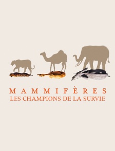Mammifères, les champions de la survie