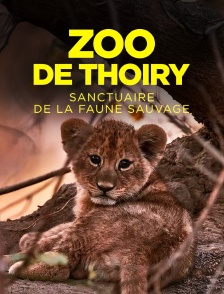 Zoo de Thoiry : sanctuaire de la faune sauvage