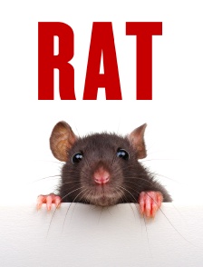 Rat