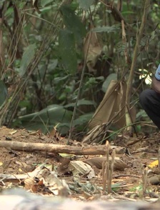 Les larmes qui cachent la forêt