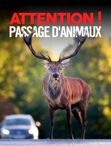 Attention ! Passage d'animaux : Quand la faune croise nos routes