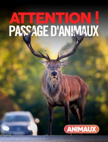 Animaux - Attention ! Passage d'animaux : Quand la faune croise nos routes
