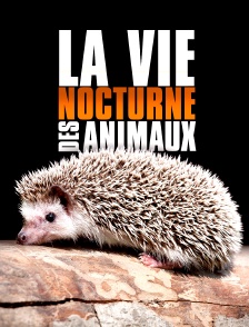 La vie nocturne des animaux