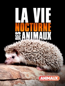 La vie nocturne des animaux