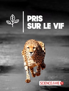 Science et Vie TV - Pris sur le vif