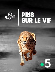 France 5 - Pris sur le vif