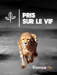 france.tv - Pris sur le vif
