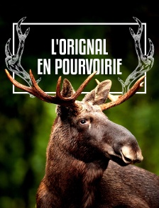 L'orignal en pourvoirie