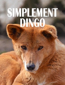 Simplement dingo