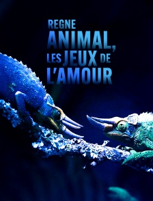 Règne animal, les jeux de l'amour