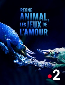 France 2 - Règne animal, les jeux de l'amour