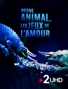 France 2 UHD - Règne animal, les jeux de l'amour