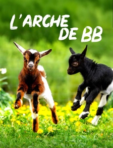100 jours avec les animaux : l'Arche de BB