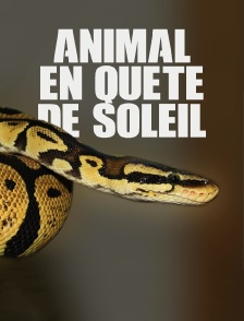 Animal en quête de soleil