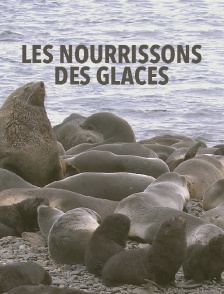 Les nourrissons des glaces