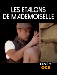 CINÉ Cinéma - Les étalons de Mademoiselle