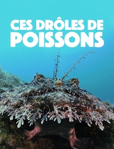 Ces drôles de poissons