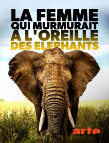 Arte - La femme qui murmurait à l'oreille des éléphants
