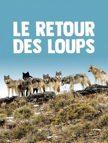Le retour des loups