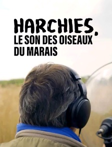 Harchies, le son des oiseaux du marais