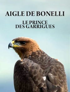 Aigle de Bonelli, le prince des garrigues