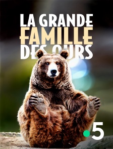 La grande famille des ours