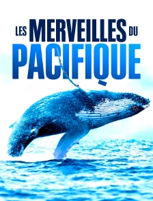 Les merveilles du Pacifique