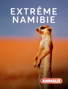 Animaux - Extrême Namibie
