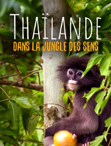 Thaïlande, dans la jungle des sens